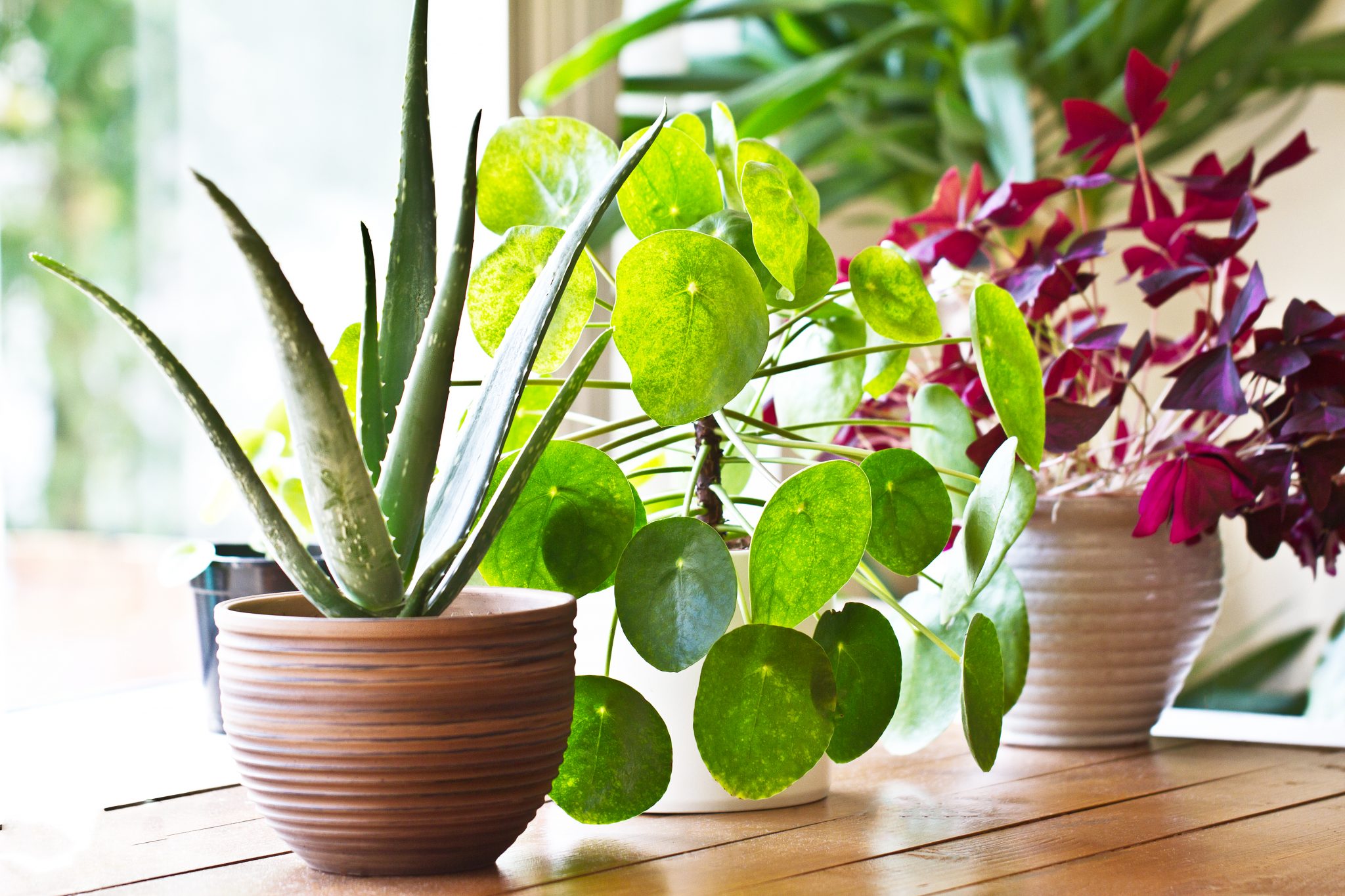 List of all green indoor plants